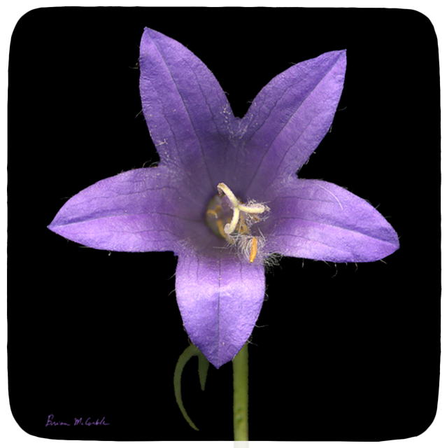(image for) Bellflower